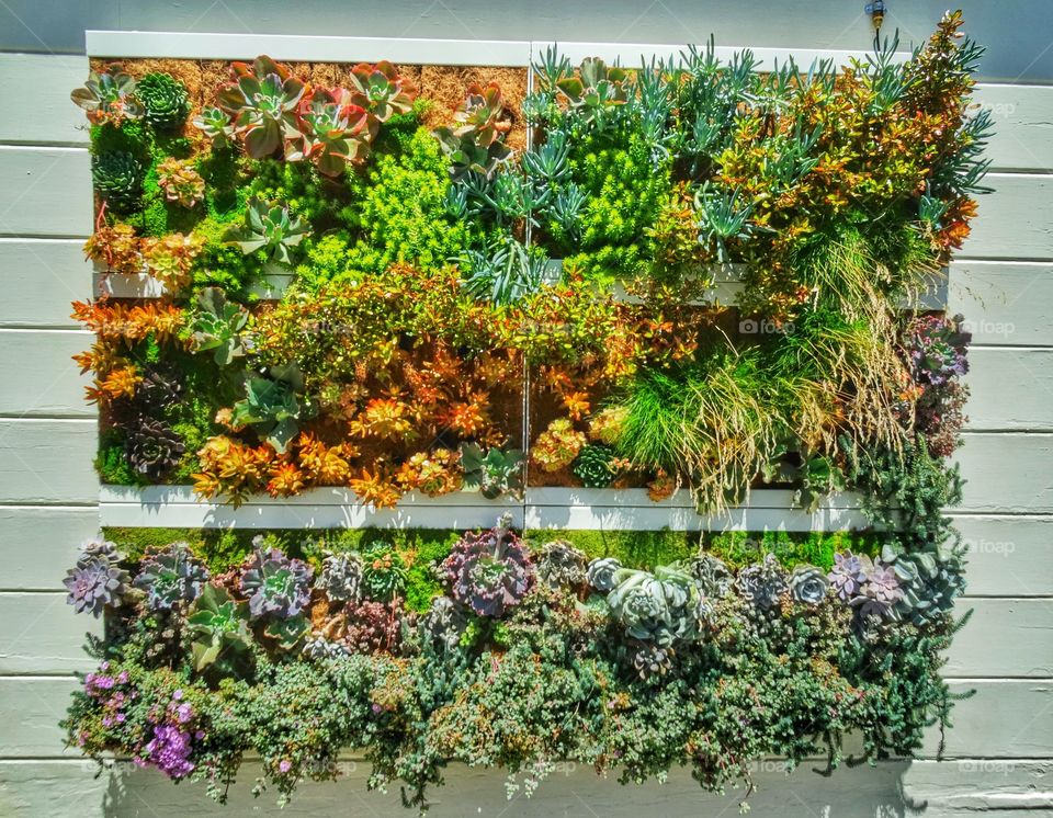 Urban Living Wall