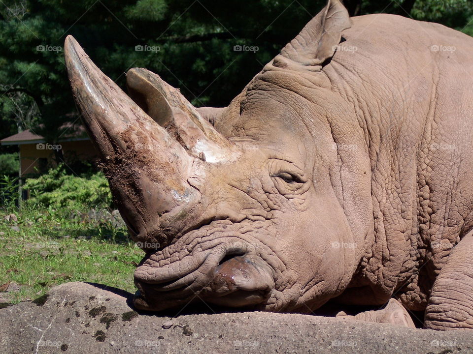 Rhino. napping rhino