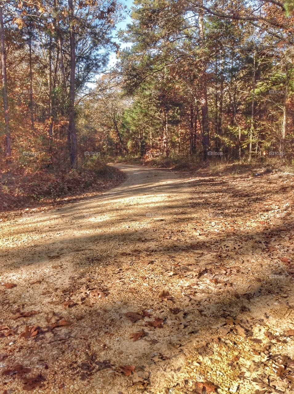 Shady Country Path