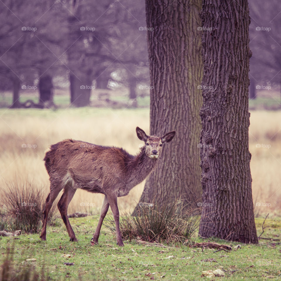 Deer, Mammal, Wildlife, Antler, No Person