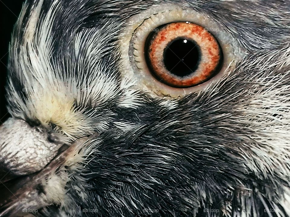 Pigeon Eyes closeshot  photo