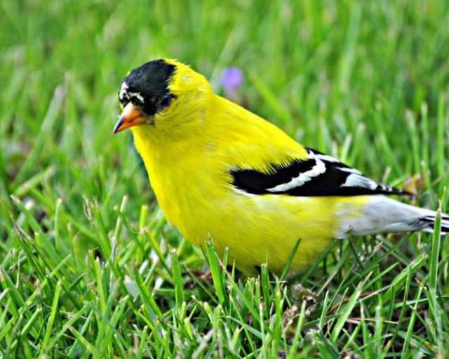 Yellow bird