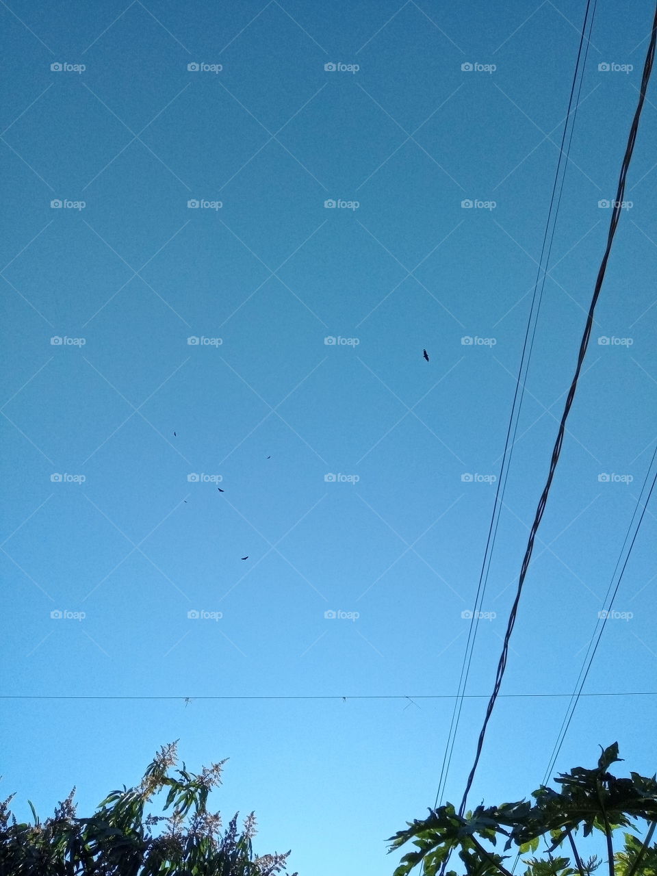 O vôo dos pássaros!