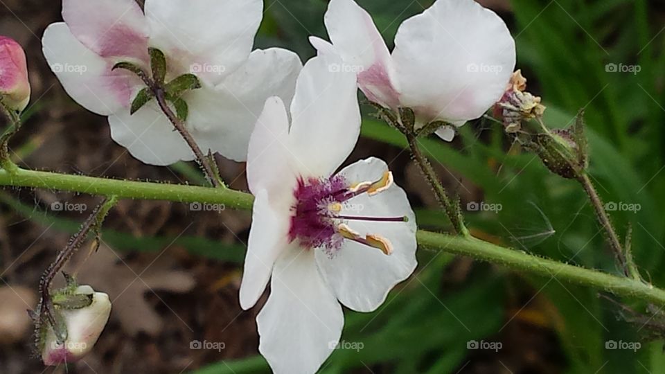 Springburst. California wild flower