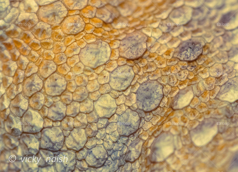 Macro shot of my Bearded Dragon’s scales. I applied a Cross Process Preset that makes his scales appear gilded. To me he’s solid gold!