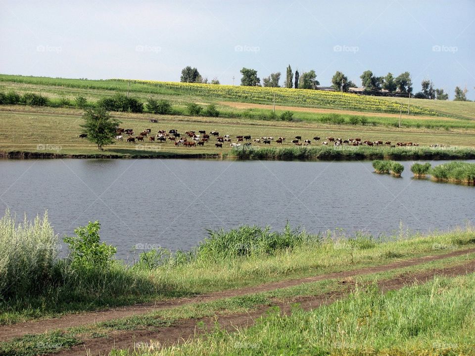 Летнее утро животные на пастбище