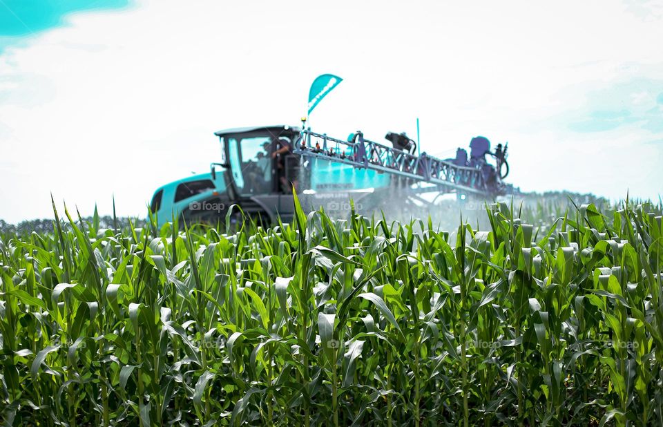 spraying the field with corn