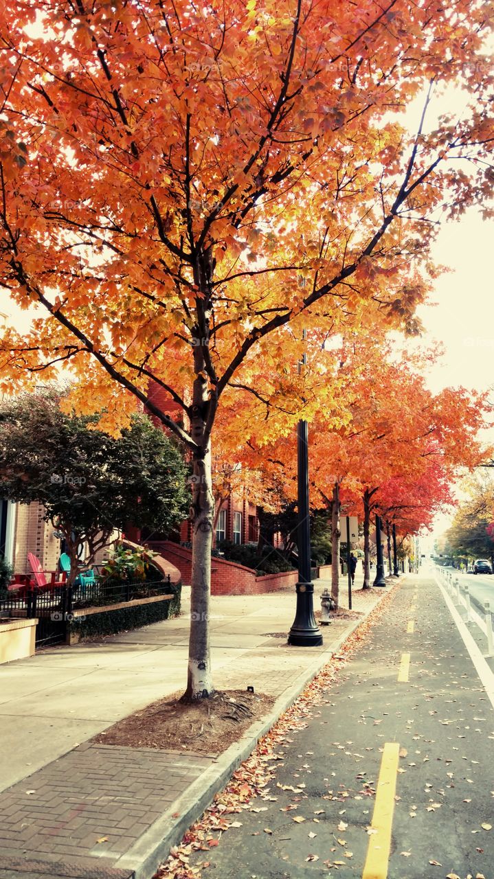 fall on 20th street