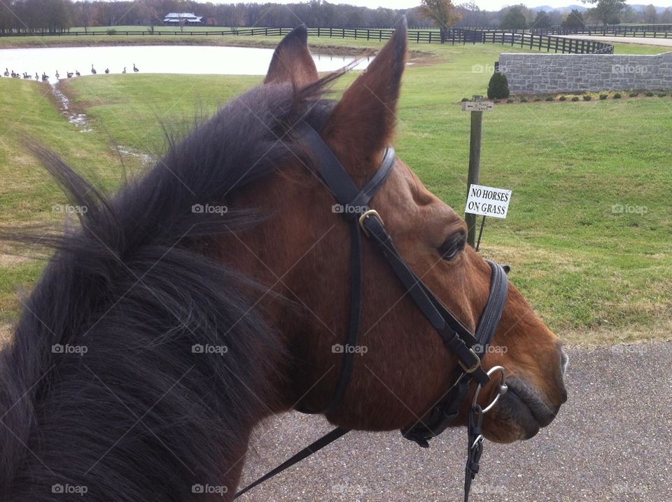 Horseback riding down the road from the farm on a beautiful bay gelding and following the rules by not going on the grass and looking at the pond from the pavement 