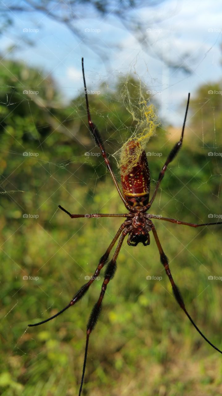 banana spider by the lake in florida