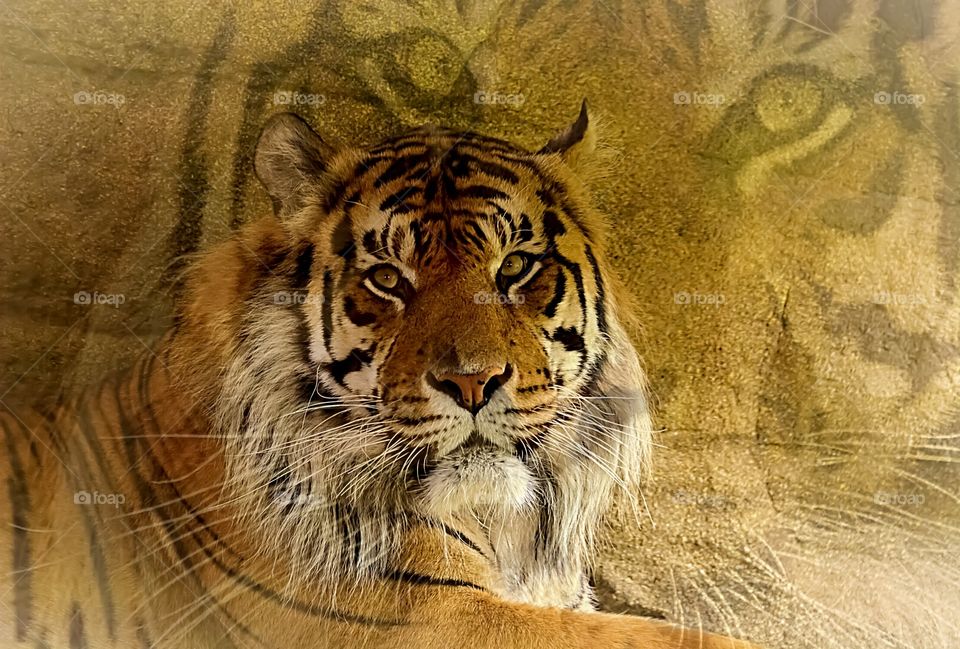 Tiger portrait, mixed and superimposed.