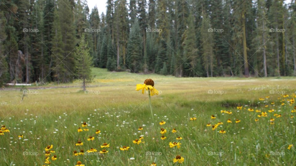 Forest meadow