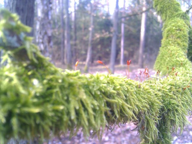 Forest