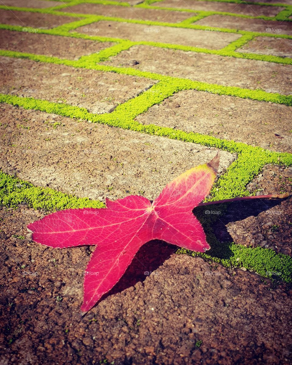 A zigzag of mossy filled paving stones with a beautiful red leaf providing a great contrast in the foreground.