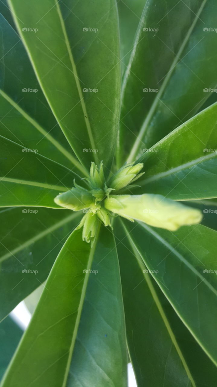 buds up close