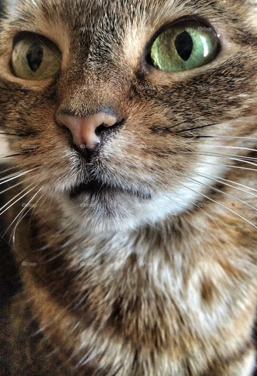 Close-up of brown furry cat