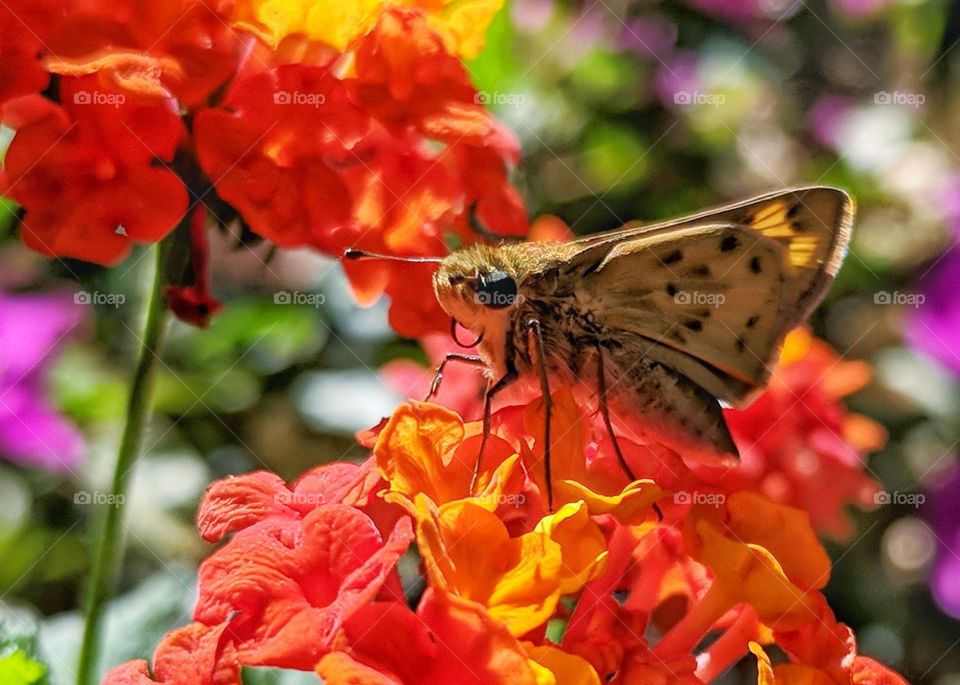 Butterfly and Luscious Marmalade