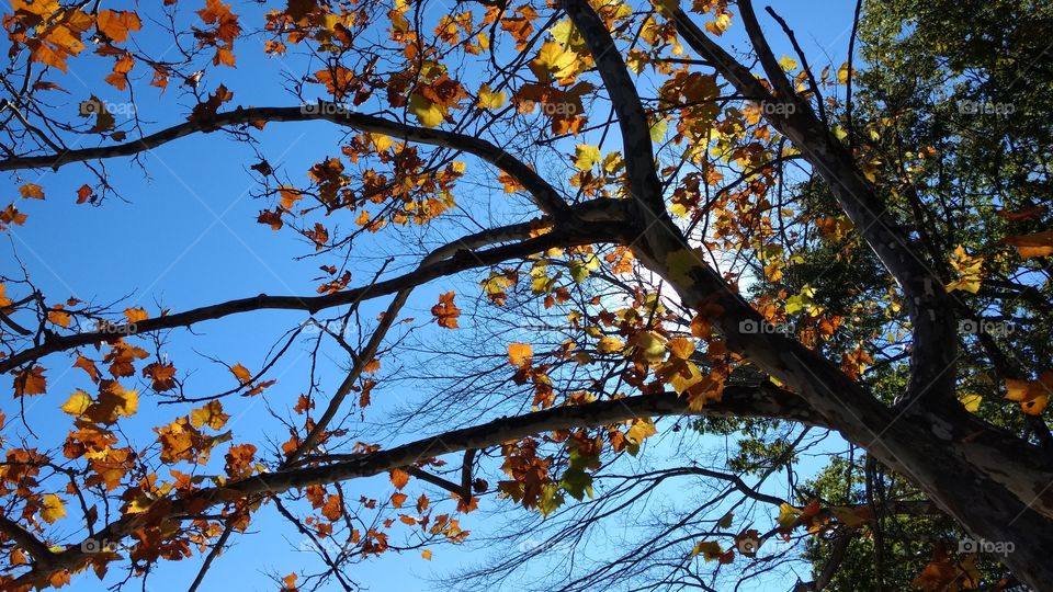 Tree, Leaf, Fall, Branch, Season