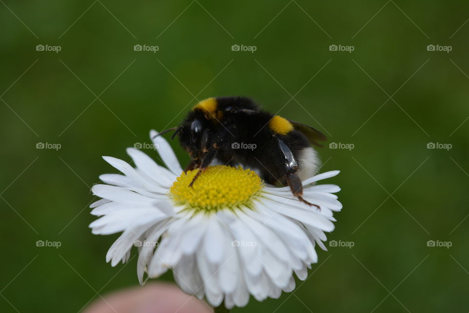 Nature, Insect, No Person, Bee, Pollen