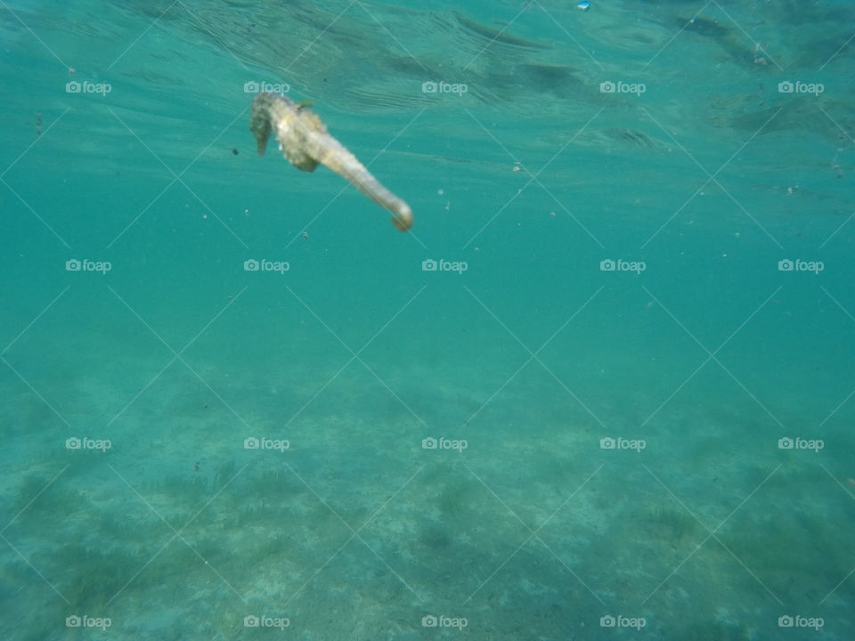 seahorse swimming in Bahamas