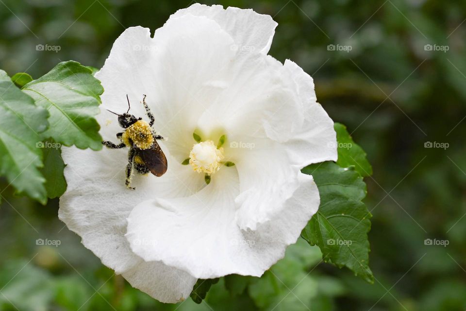 bumblebee pollen bath