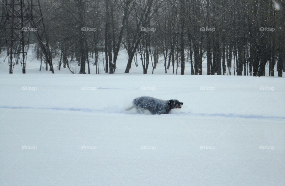 Snow, Winter, Cold, Ice, Landscape