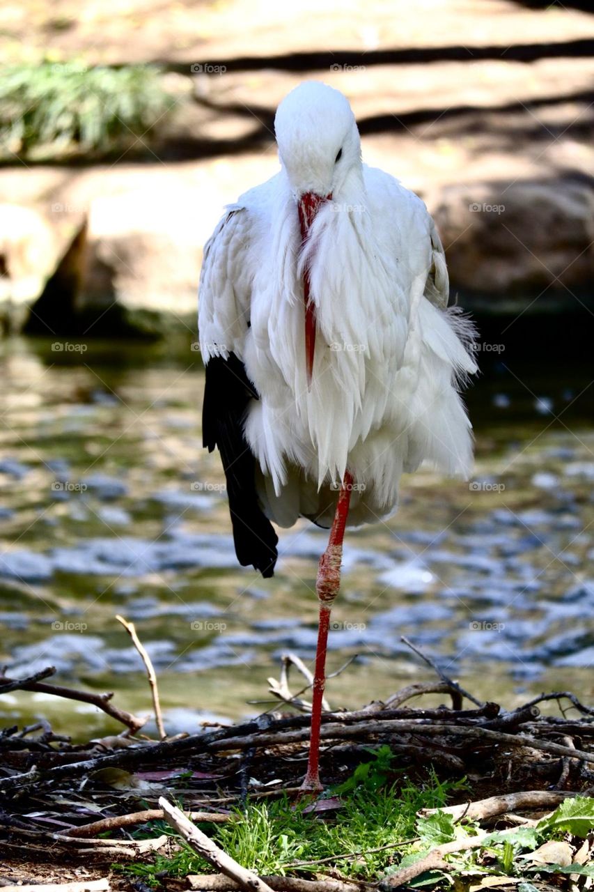 Stork in a rest