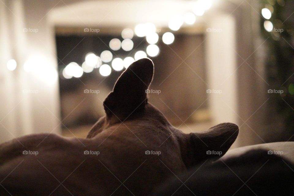 French bulldog sleeping 