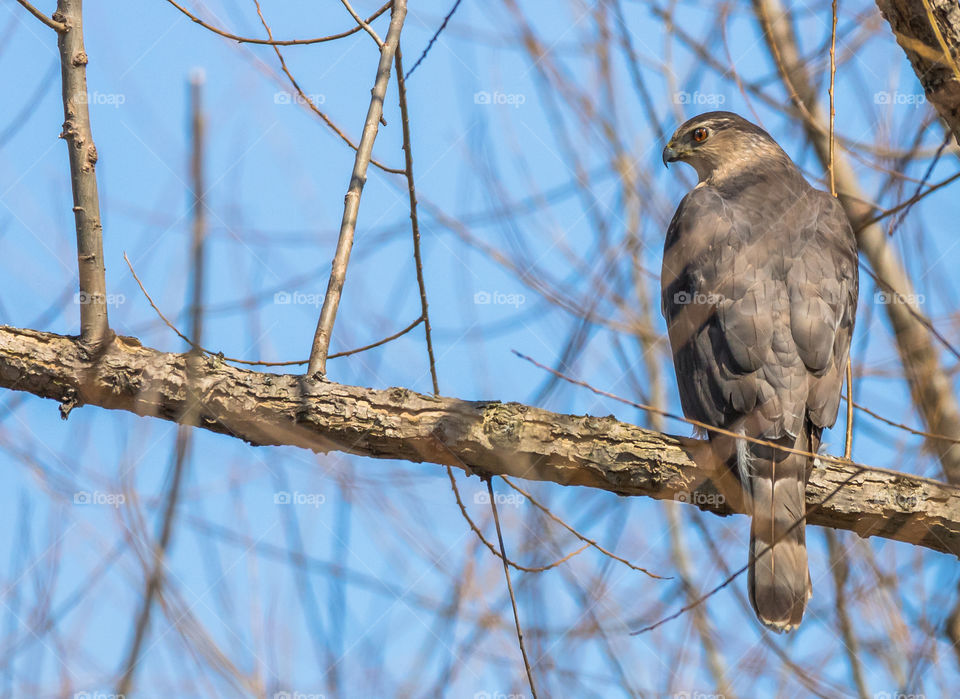 Cooper's Hawk
