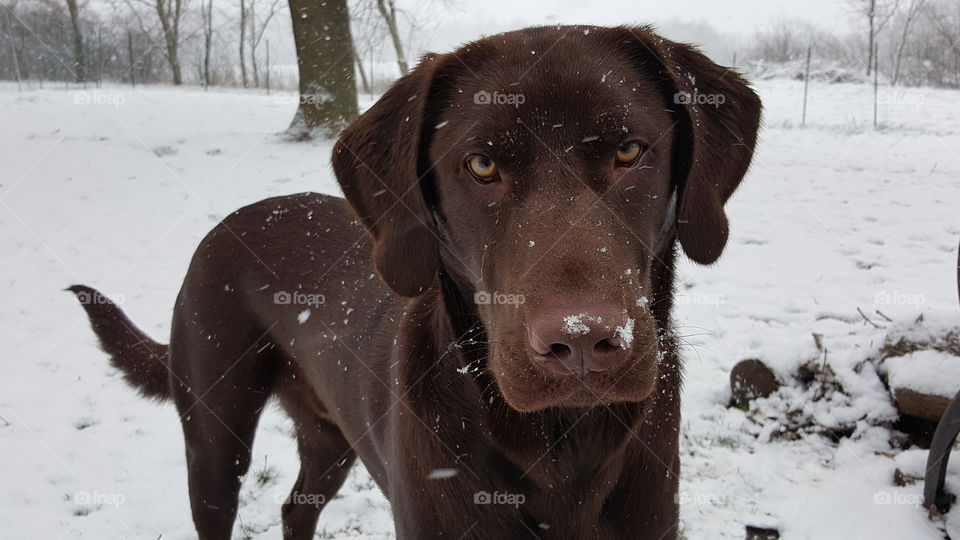 Chocolate Lab awaiting his ball playing out in the snow