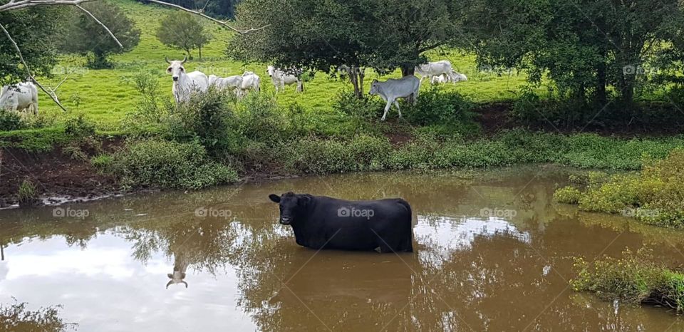 Ox in the pond! Countryside!