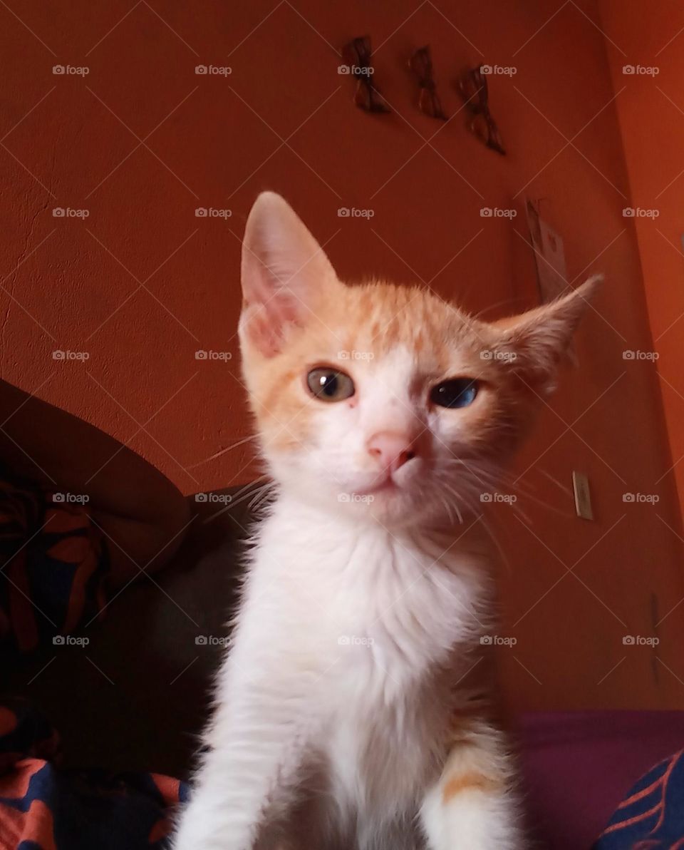 Gatinho de charmoso de olho ímpar, também chamado gato de olhos bicolor, é o nome, que se dá a gatos com a anomalia da heterocromia. Geralmente os olhos da espécie variam entre um olho azul e outro amarelo, verde ou laranja.