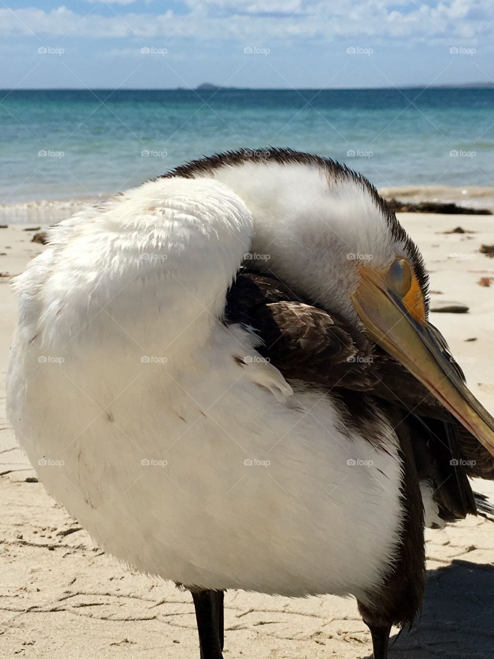 Young wildlife, south Australia, Cormorant seabird on remote beach closeup preening