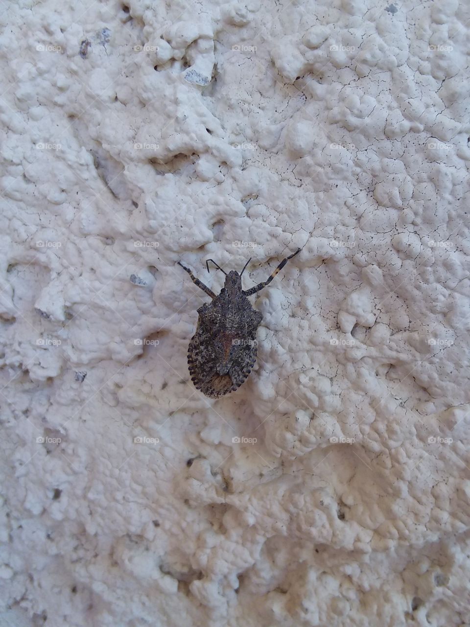 Desert Bug