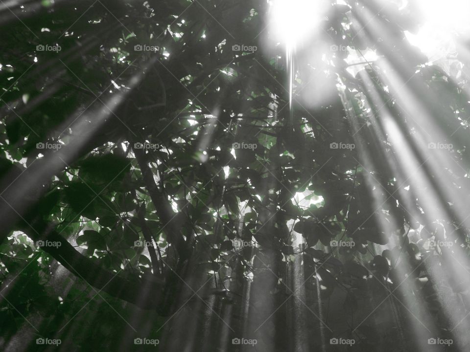 Misty light in the forest.