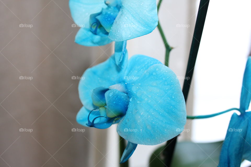 wet orchids