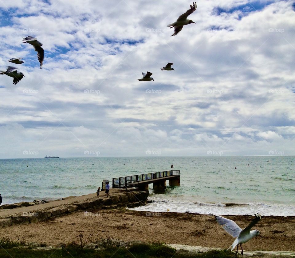 Birds flying at beach 