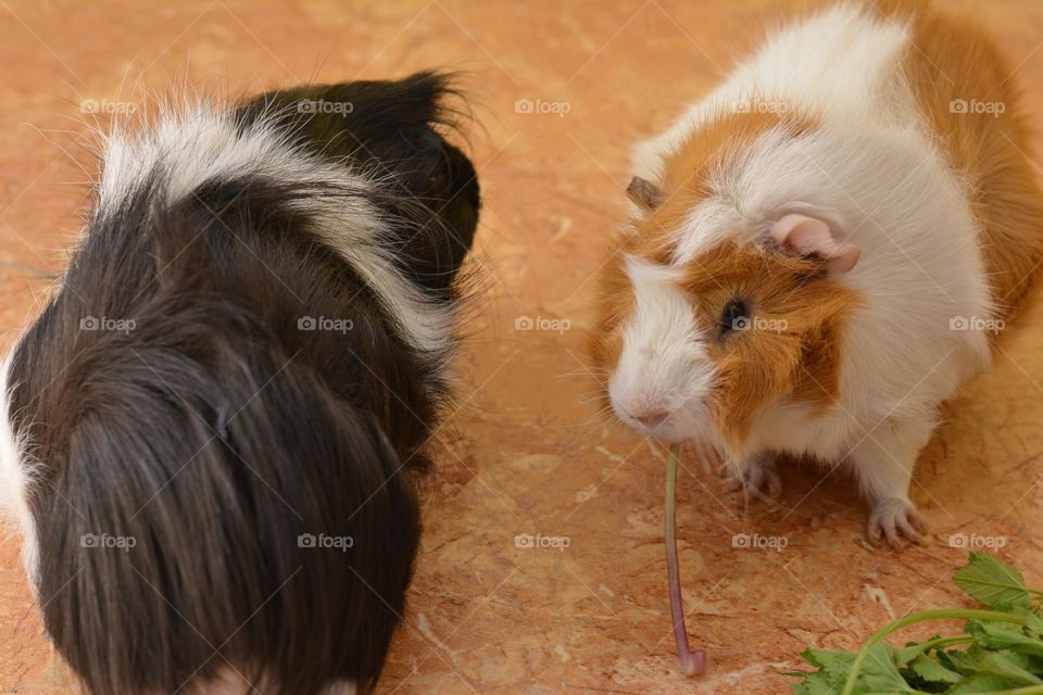 two guinea pigs beautiful portraits eating green leaves