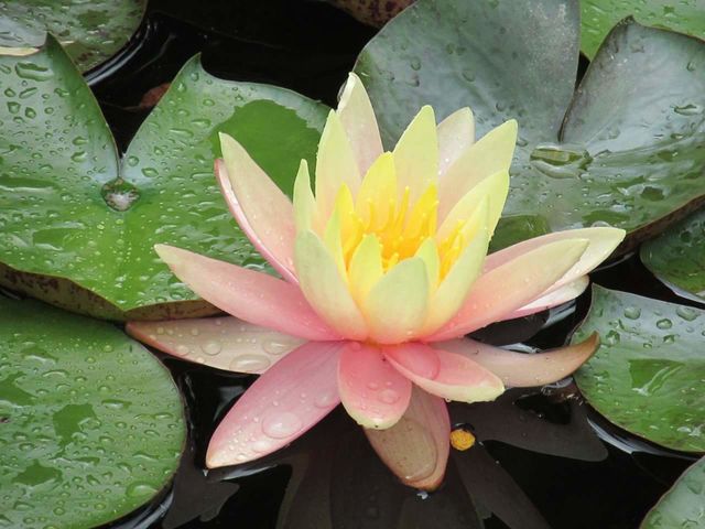 Pond Lily