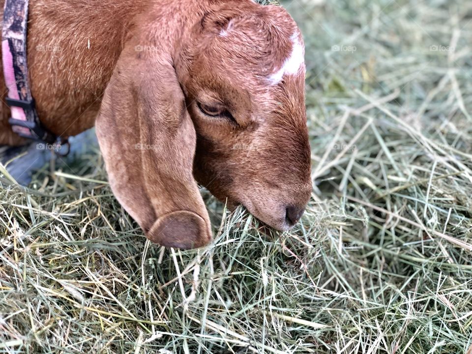 Closeup of a goat 