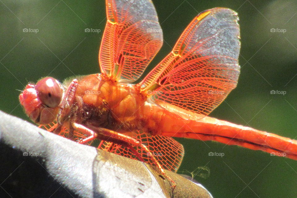 Red dragonfly