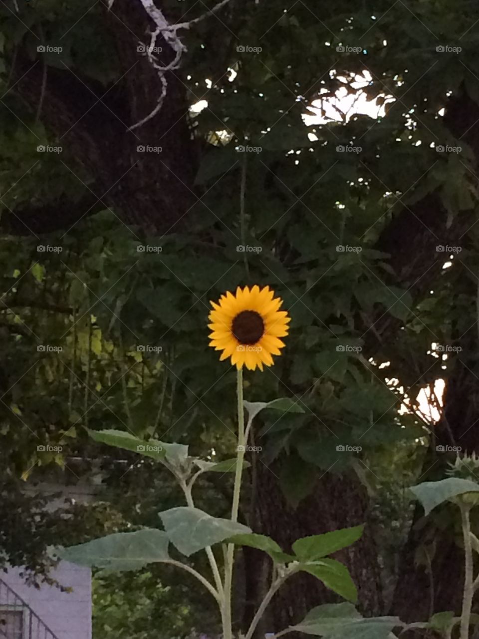 Sunflower . Round, Yellow,  Brown 