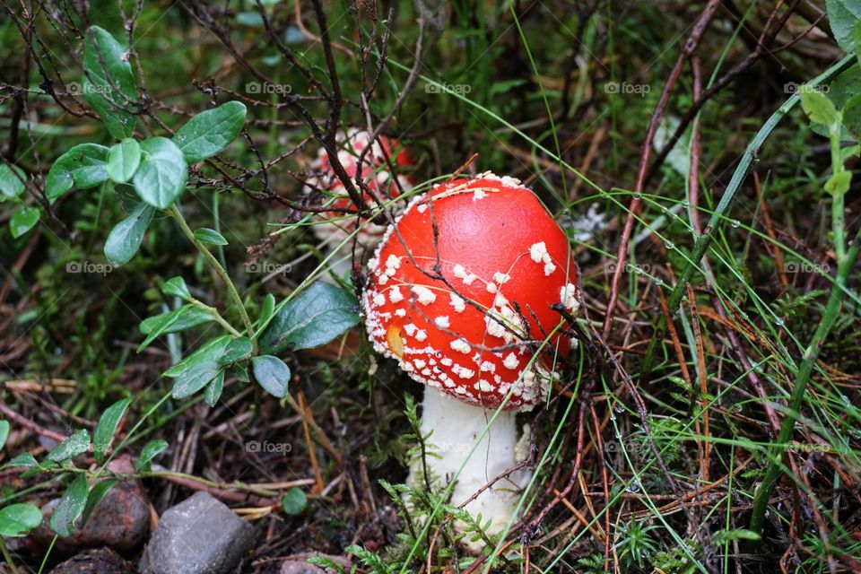 Little magical toadstool 🍄