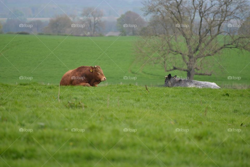 Belgian Blue Bull with cow
