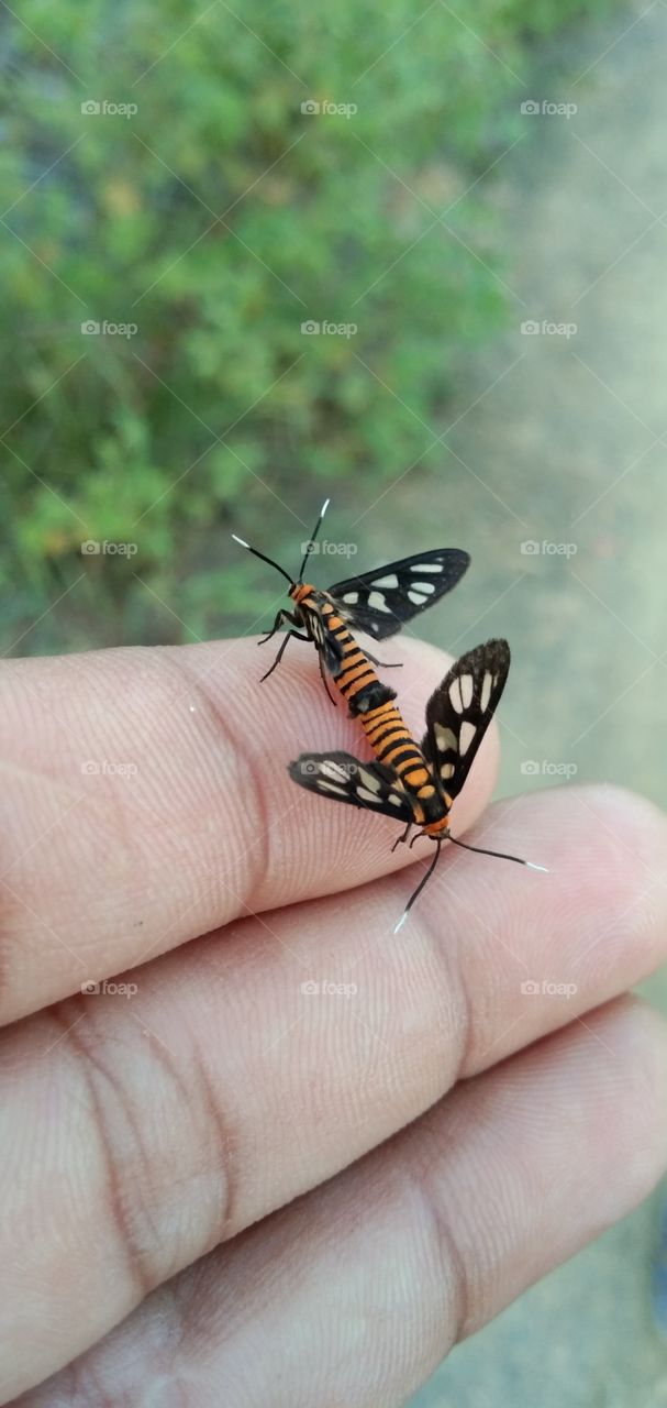 Acraea terpsicore; rough little wings of butterflies. Common in pasture & shrub habitat. From the Nymphalidae family, it has weak fluttery flights. It is avoided by most insect predators. Another name for a yellow coster or tiger butterfly.