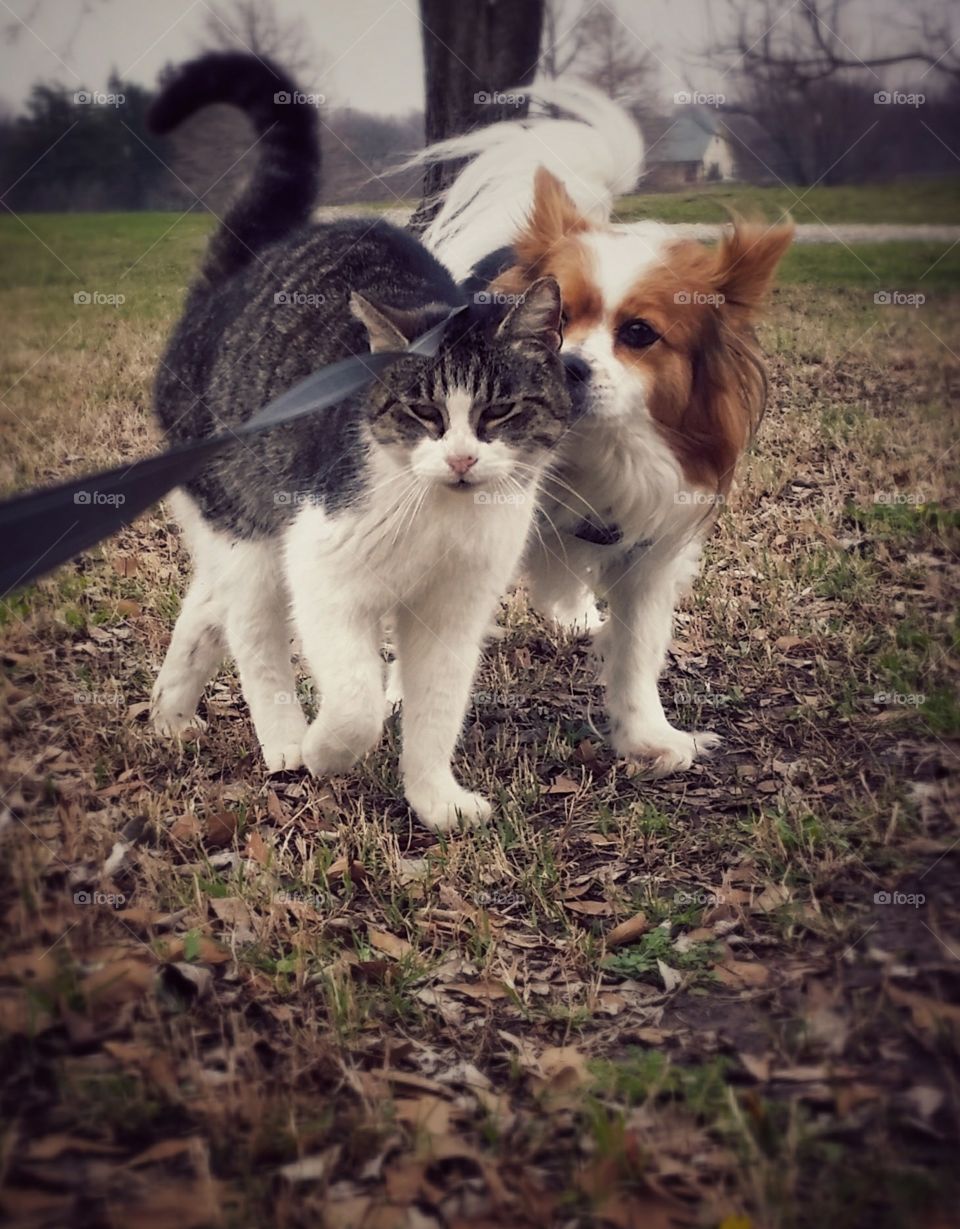 A tabby cat and a Papillion dog enjoying some time together on a spring walk outside in the grass