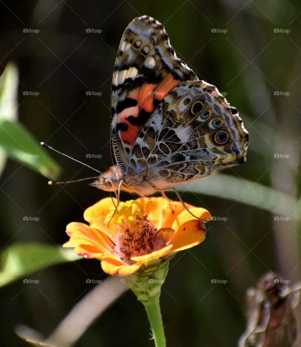 Butterfly Painted Lady