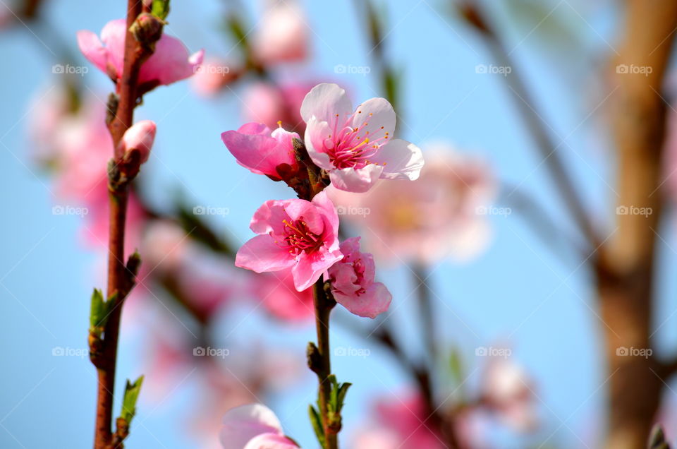 pink cherry blossoms