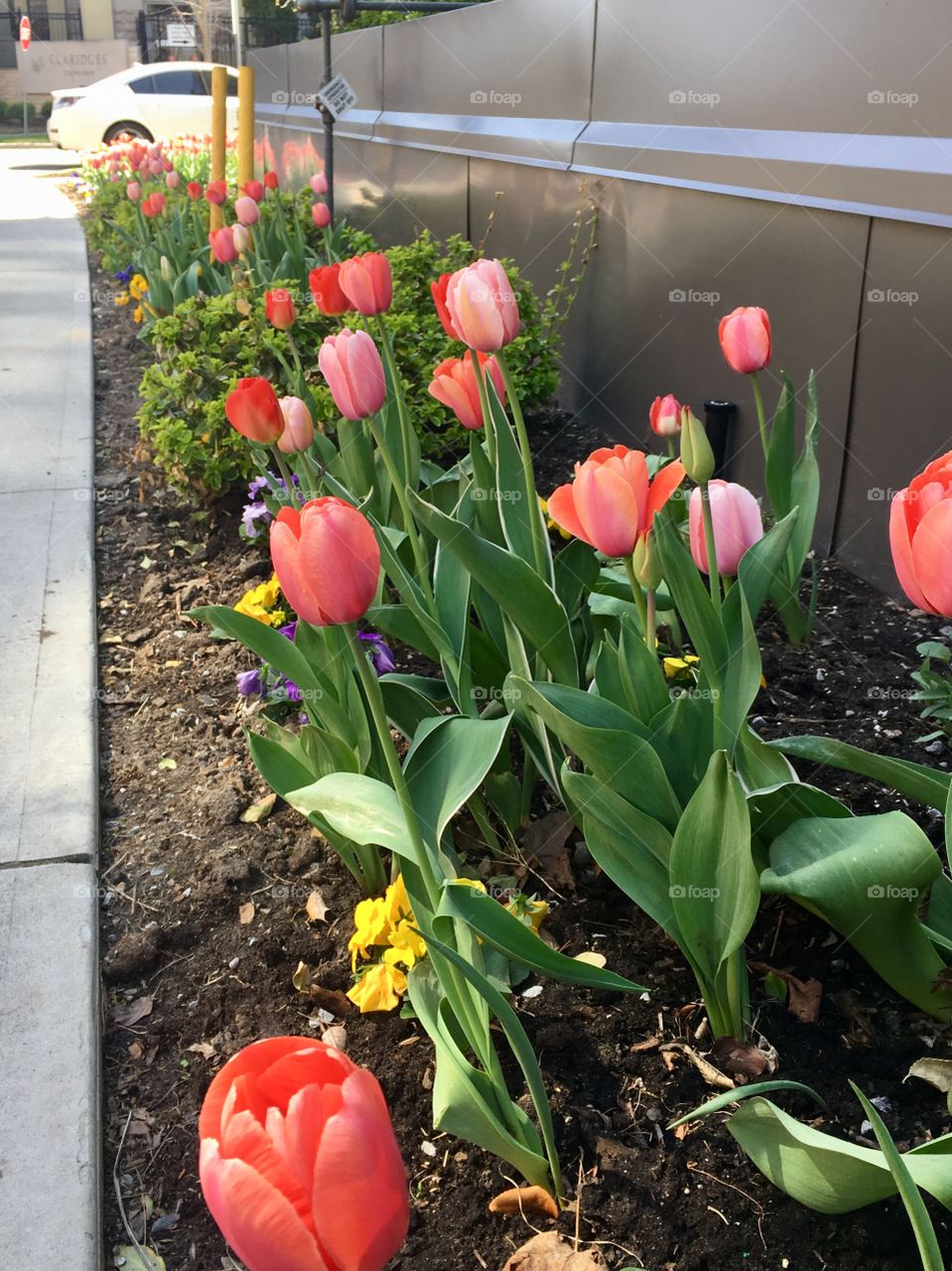 Spring flowers 