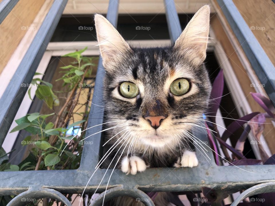 Beautiful cat looking at from window.